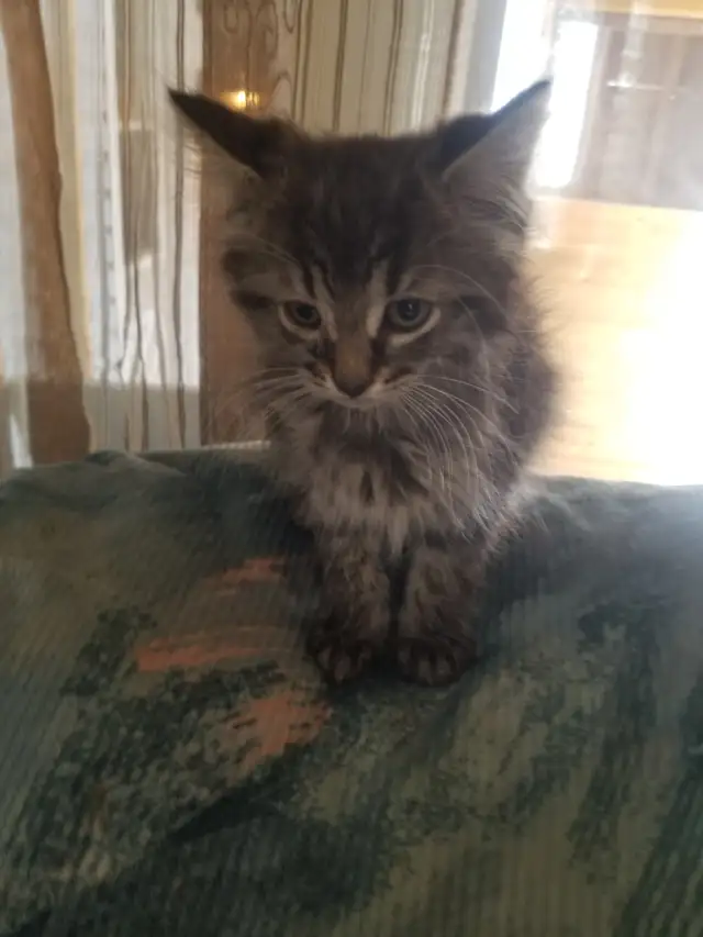 Female kitten available - Photo 2