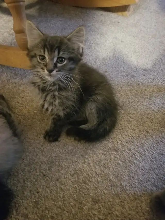Female kitten available - Photo 3