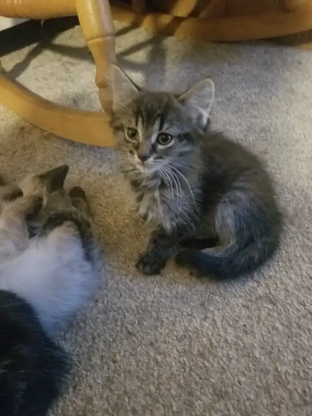 Female kitten available - Photo 4