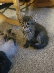 Female kitten available - Photo 4