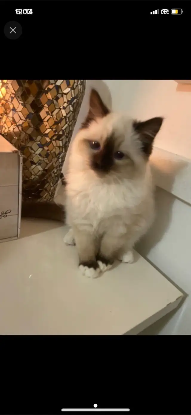 ragdoll kitten. (very cute)