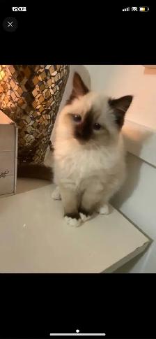 ragdoll kitten. (very cute)