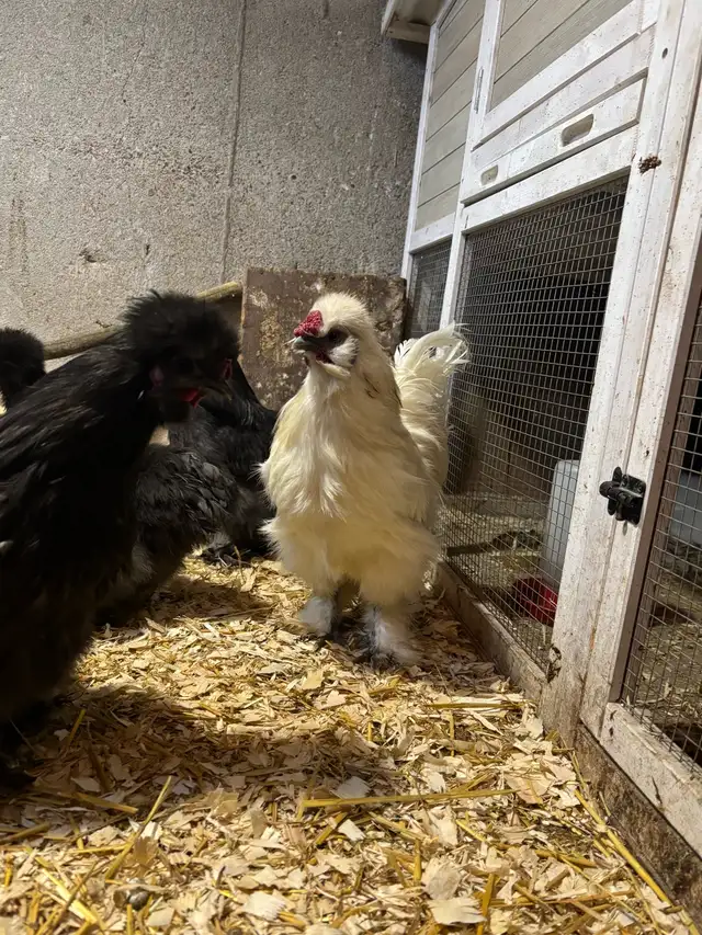 Silkie Roosters