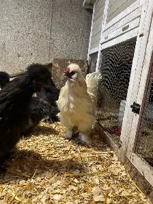 Silkie Roosters