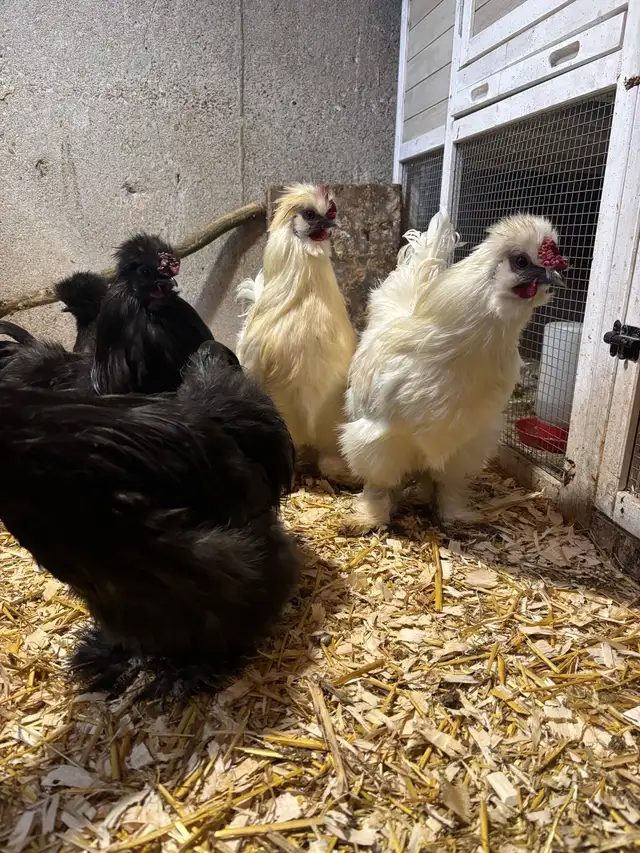 Silkie Roosters - Photo 2