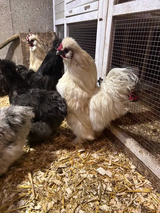 Silkie Roosters - Photo 3