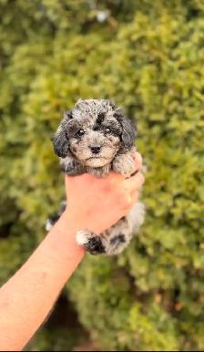 Maltipoo puppies