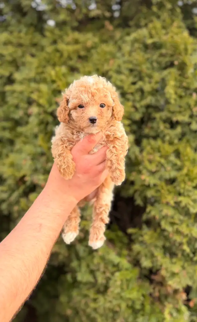 Maltipoo puppies - Photo 2