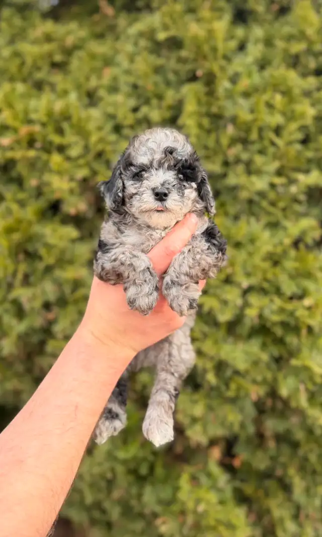 Maltipoo puppies - Photo 3