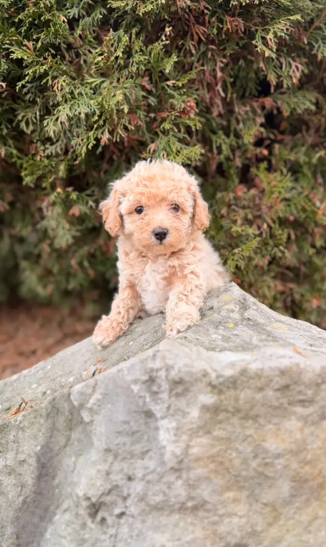 Maltipoo puppies - Photo 4