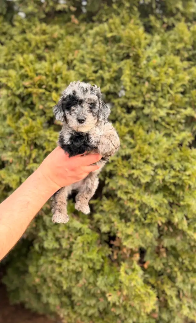 Maltipoo puppies - Photo 5