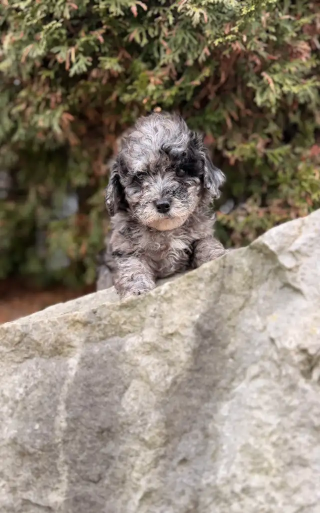 Maltipoo puppies - Photo 6