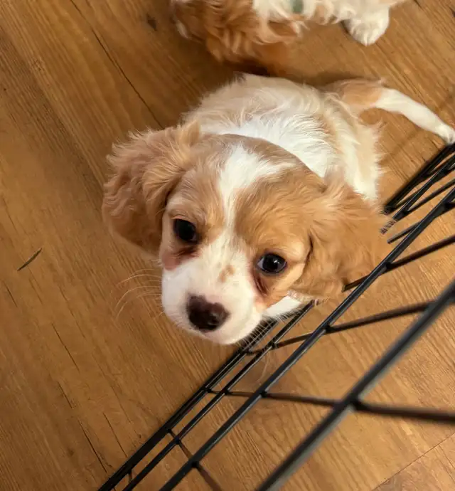 MALE CAVAPOO PUPPY