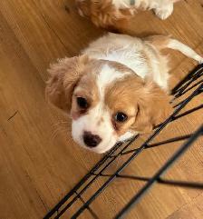 MALE CAVAPOO PUPPY