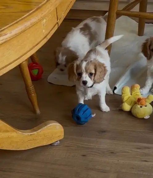 MALE CAVAPOO PUPPY - Photo 2