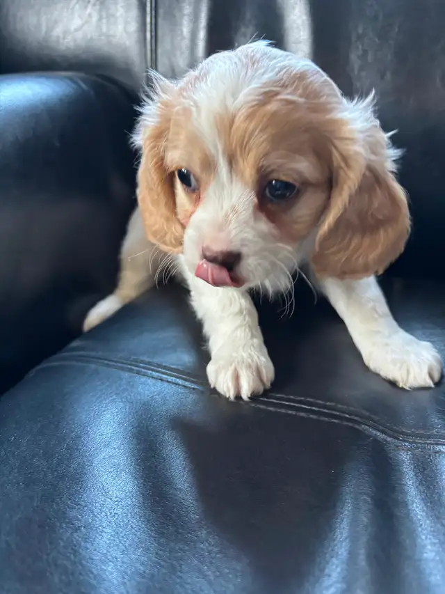 MALE CAVAPOO PUPPY - Photo 3