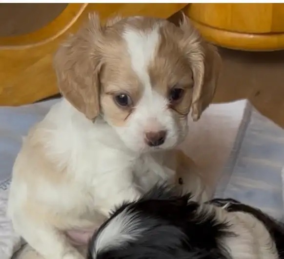 MALE CAVAPOO PUPPY - Photo 4