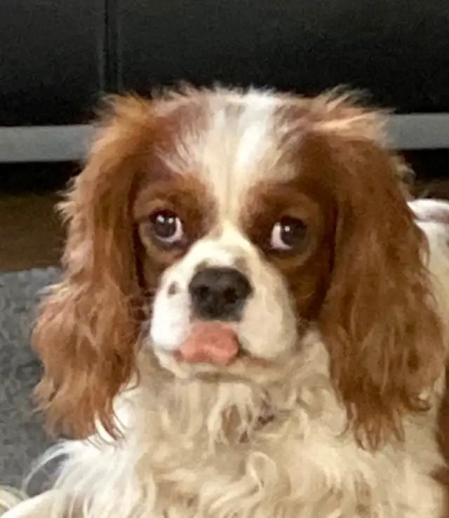 MALE CAVAPOO PUPPY - Photo 6