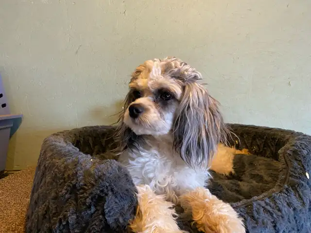 MALE CAVAPOO PUPPY - Photo 7