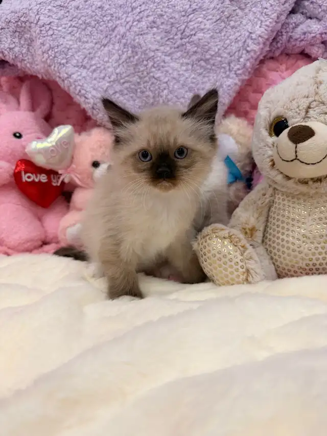 Bengal mix kittens ⭐️ (416) 637-5990 Only one Left