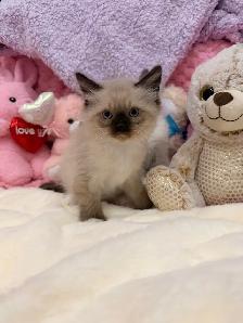 Bengal mix kittens ⭐️ (416) 637-5990 Only one Left