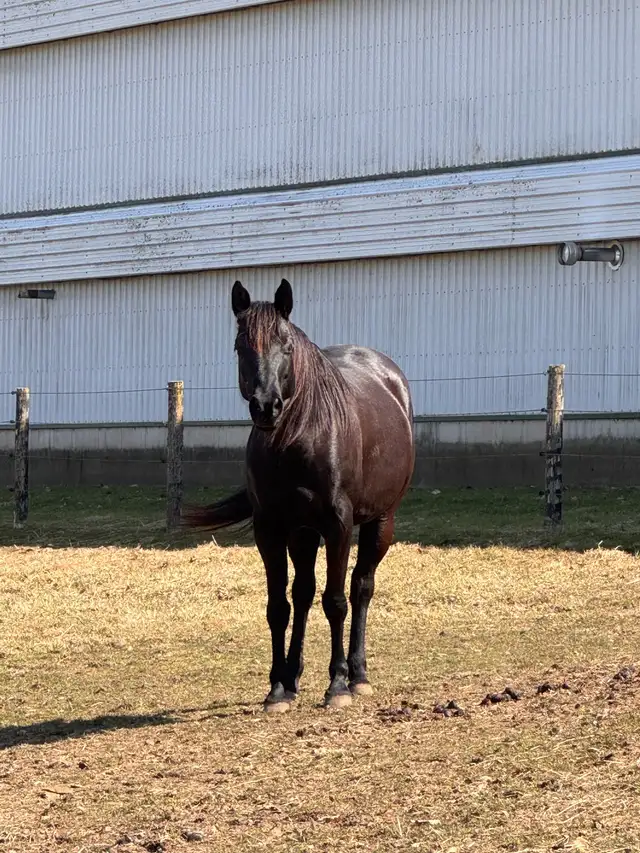 quarter horse / Arabian mare - 9 years