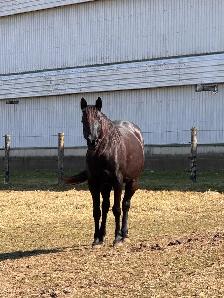 quarter horse / Arabian mare - 9 years