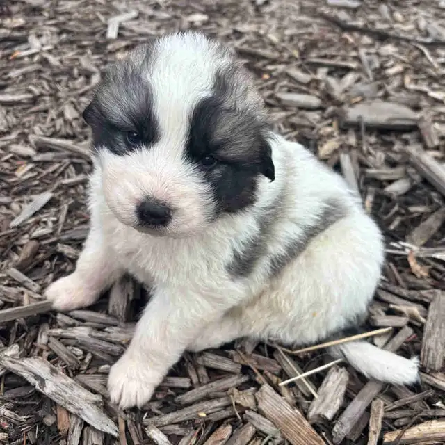 Livestock Guardian Puppies (Great Pyrenees x Kangal/Akbash)