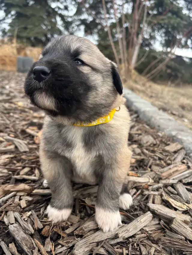 Livestock Guardian Puppies (Great Pyrenees x Kangal/Akbash) - Photo 2