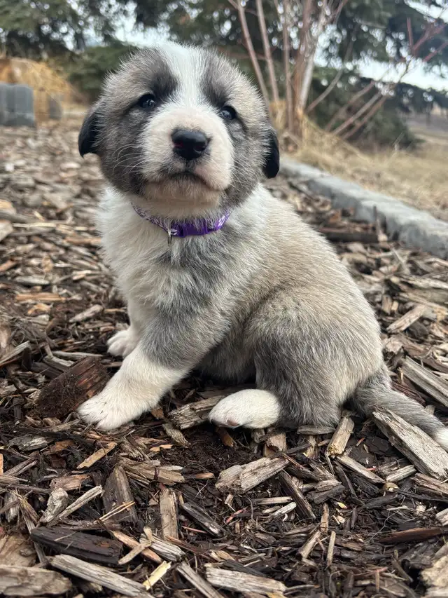 Livestock Guardian Puppies (Great Pyrenees x Kangal/Akbash) - Photo 3