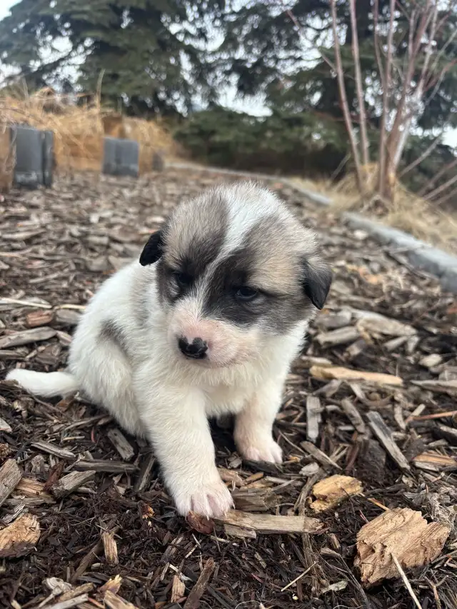 Livestock Guardian Puppies (Great Pyrenees x Kangal/Akbash) - Photo 4