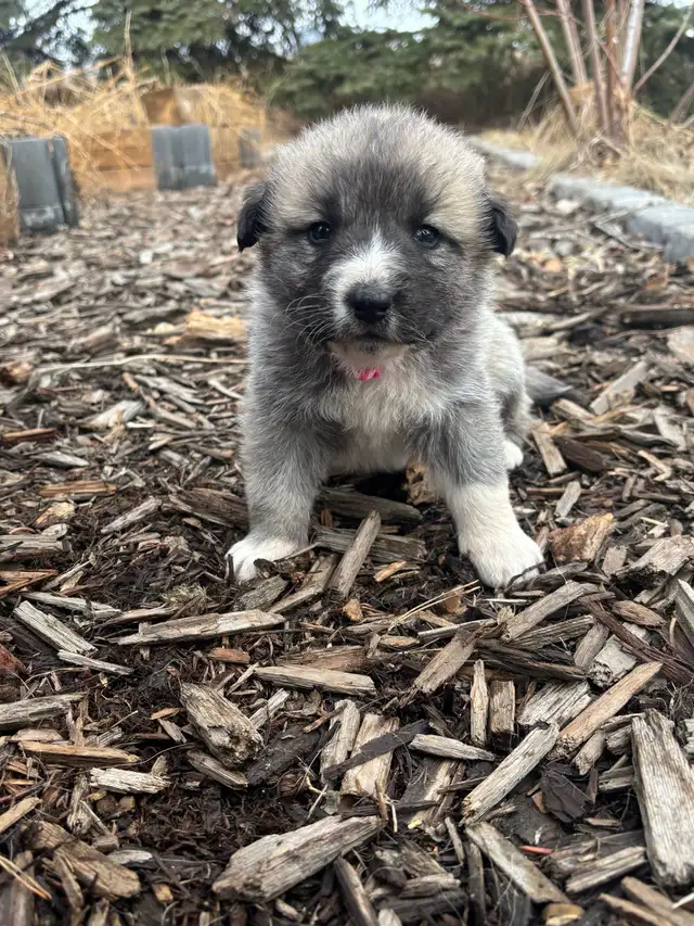 Livestock Guardian Puppies (Great Pyrenees x Kangal/Akbash) - Photo 5