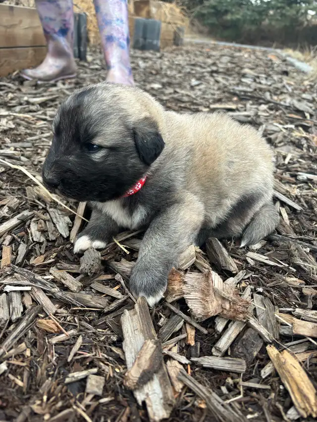 Livestock Guardian Puppies (Great Pyrenees x Kangal/Akbash) - Photo 6