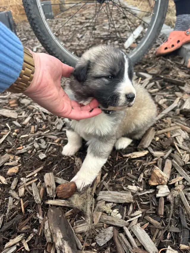 Livestock Guardian Puppies (Great Pyrenees x Kangal/Akbash) - Photo 7