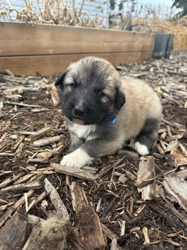 Livestock Guardian Puppies (Great Pyrenees x Kangal/Akbash) - Photo 8