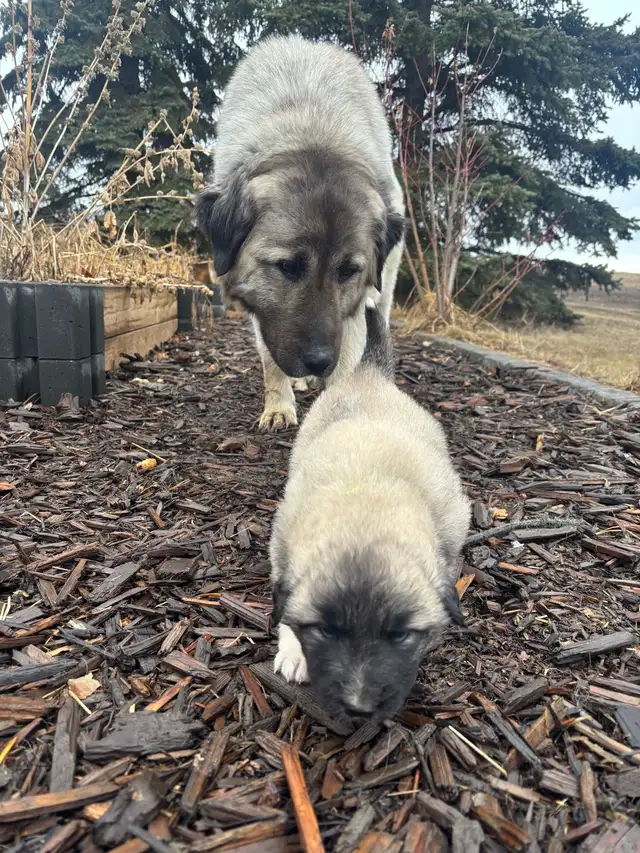Livestock Guardian Puppies (Great Pyrenees x Kangal/Akbash) - Photo 9