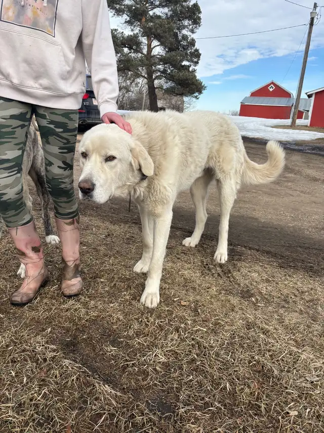 Livestock Guardian Puppies (Great Pyrenees x Kangal/Akbash) - Photo 10