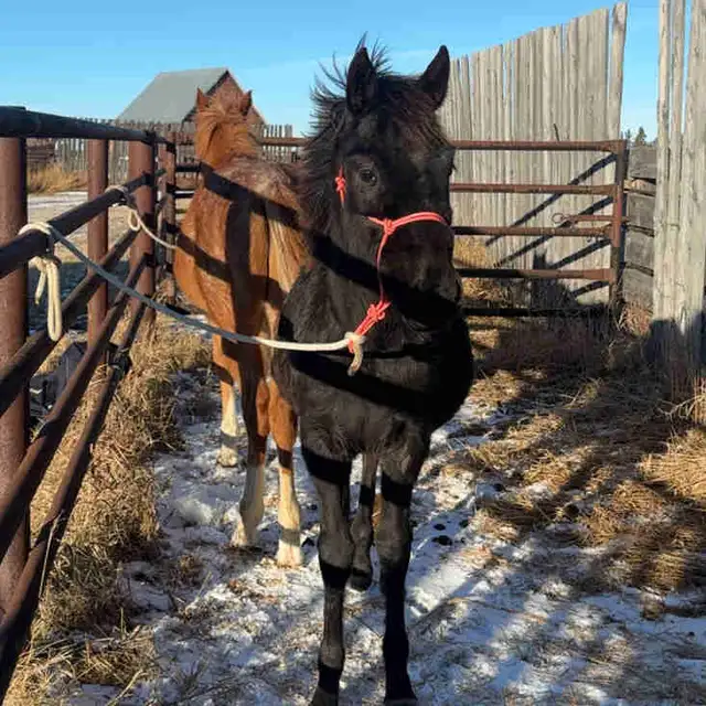 yearling appy filly