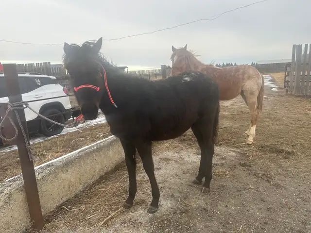 yearling appy filly - Photo 2
