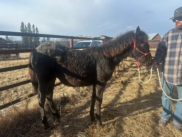 yearling appy filly - Photo 3
