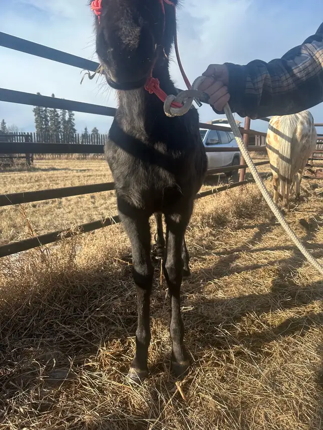 yearling appy filly - Photo 4