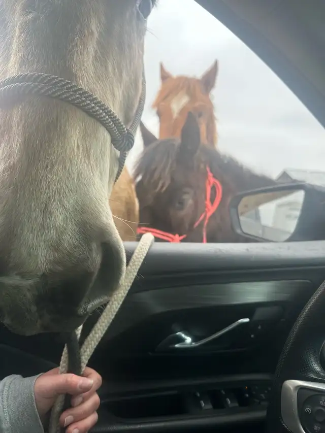 yearling appy filly - Photo 5