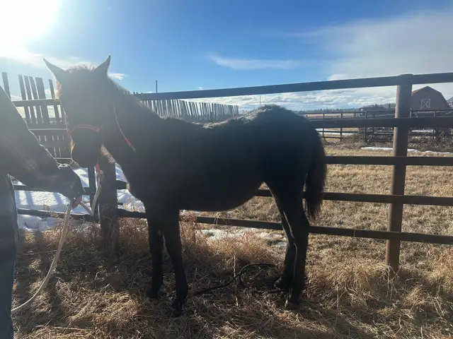 yearling appy filly - Photo 6