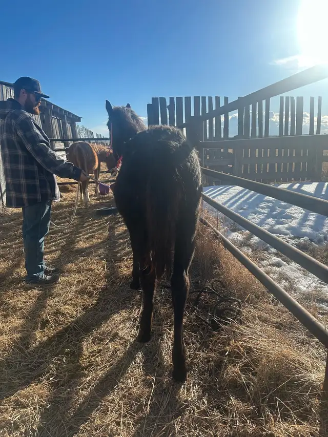 yearling appy filly - Photo 7
