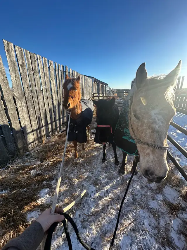 yearling appy filly - Photo 8