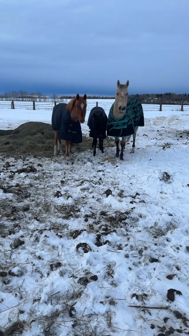 yearling appy filly - Photo 9