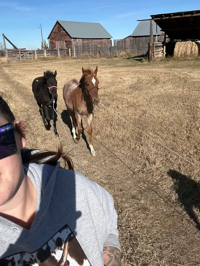 yearling appy filly - Photo 10