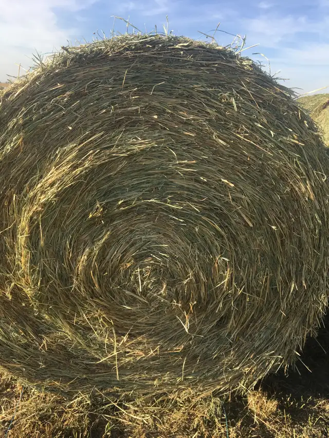 FOR SALE:  NUTRITIOUS CHEAP FEED