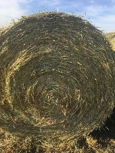 FOR SALE:  NUTRITIOUS CHEAP FEED