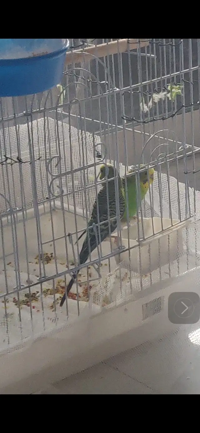 budgie.  free free free.